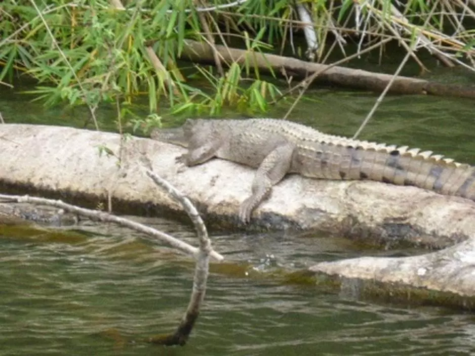 Crocodile