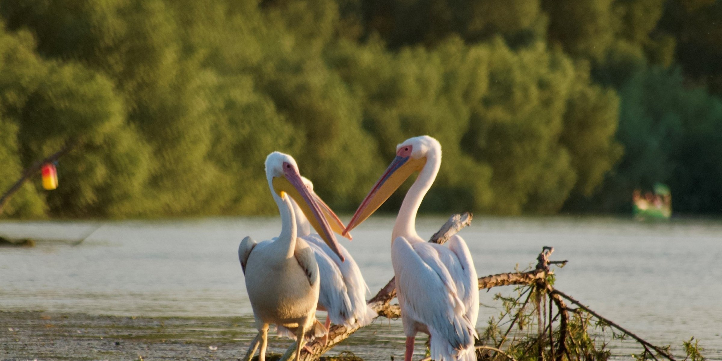 Pelicans