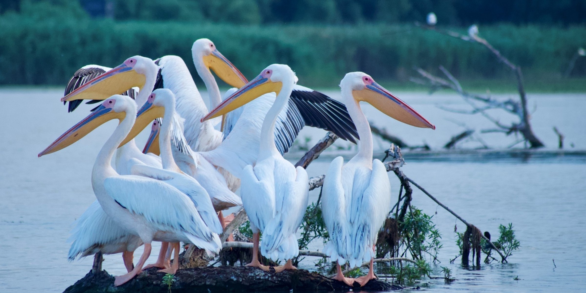 Pelicans