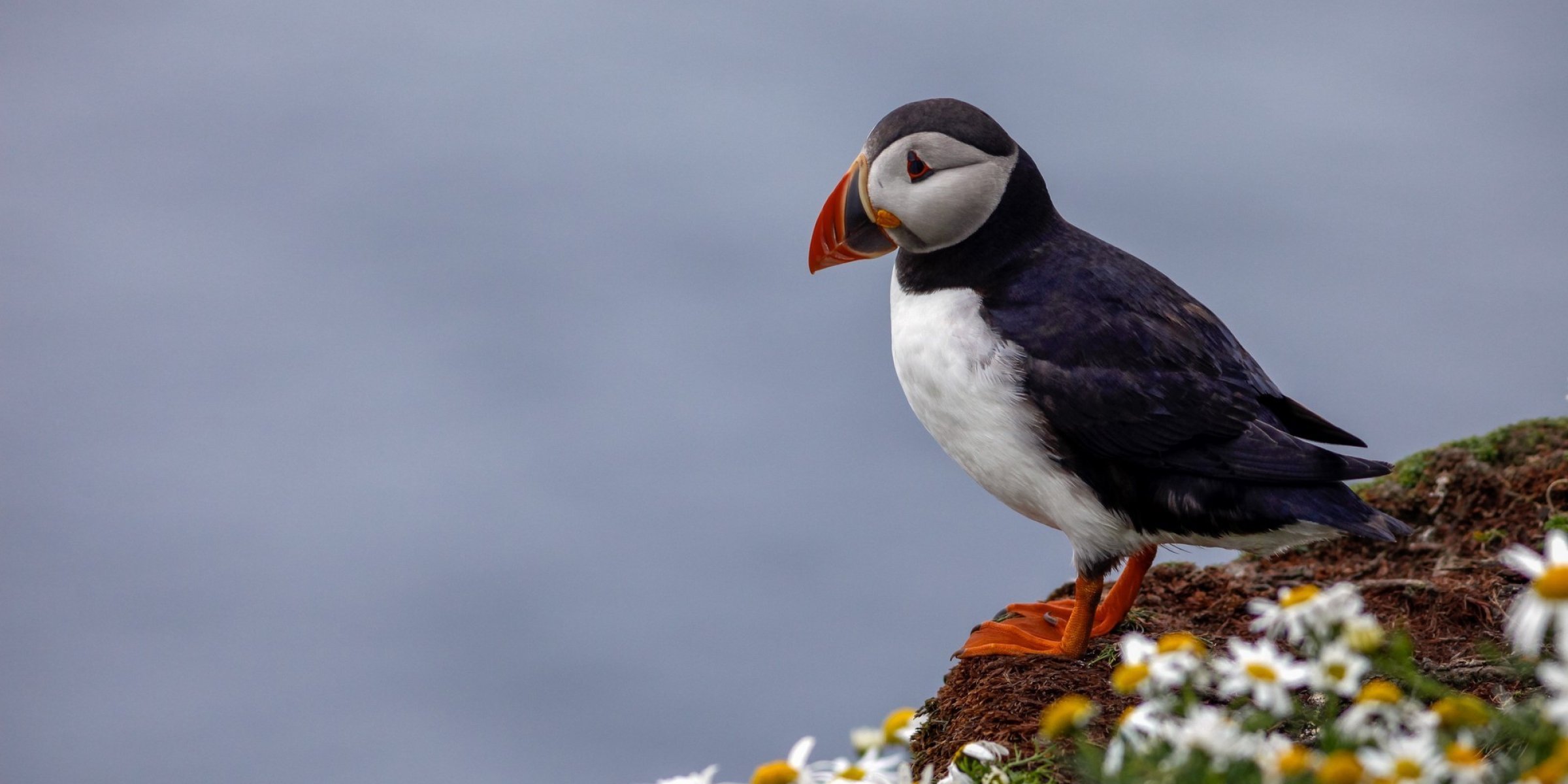 Puffin