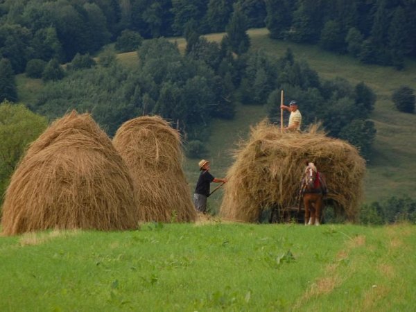 Haymaking