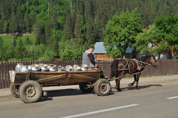 Collecting the milk