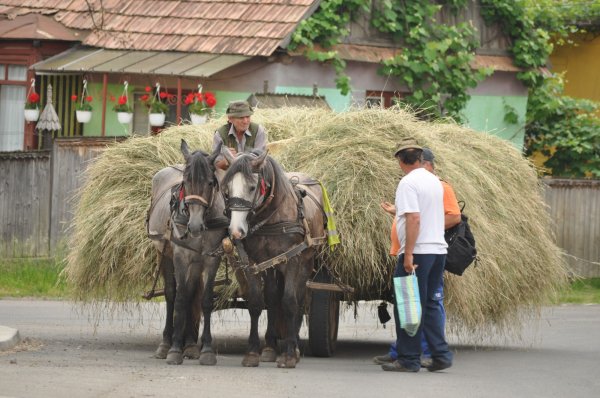 Horses