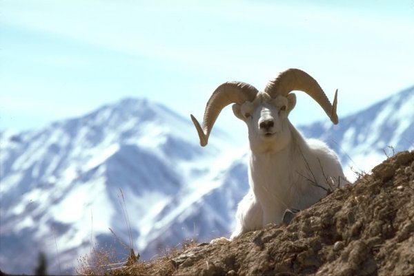 Dall Sheep