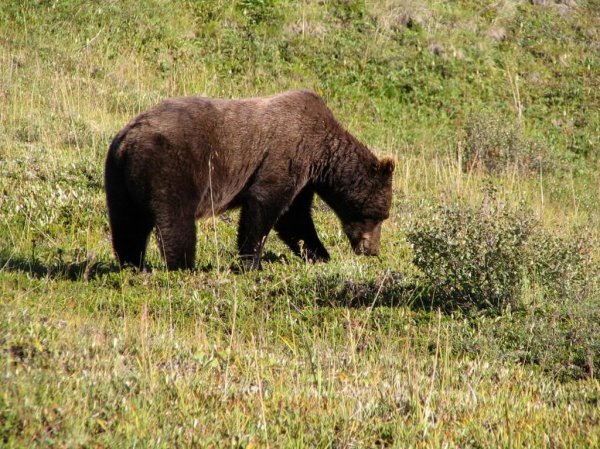 Grizzly Bear