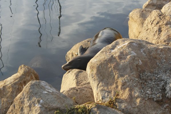 Morro Bay