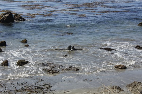 Sea elephants