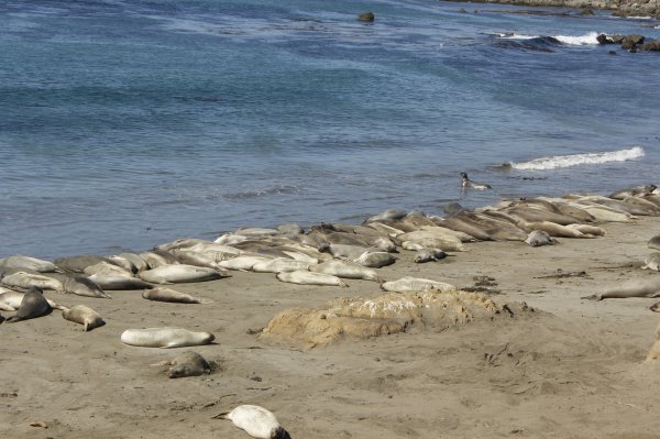 Sea elephants