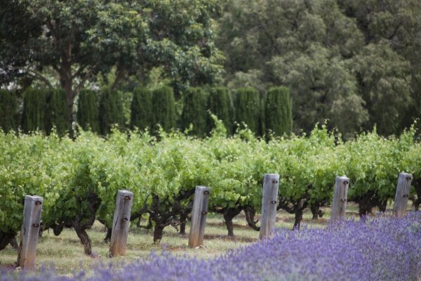 Winery