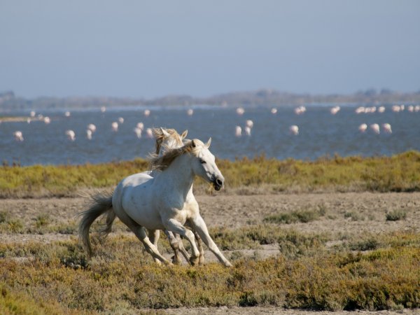 Horses & flamingoes