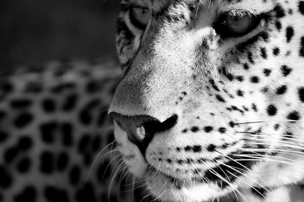 Pumba Msenge Bush Lodge resident
