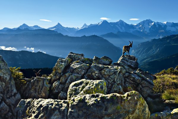 Bernese Oberland